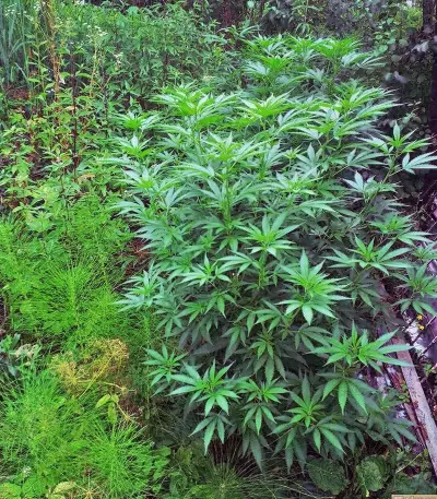 Skunk XL (RQS) Cannabis-Samen