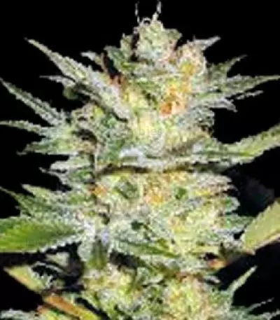 Timanfaya Auto (VIP seeds) Cannabis-Samen