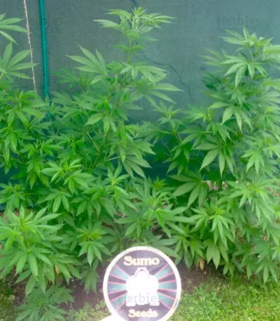 Zombie Haze (Sumo Seeds) Cannabis-Samen