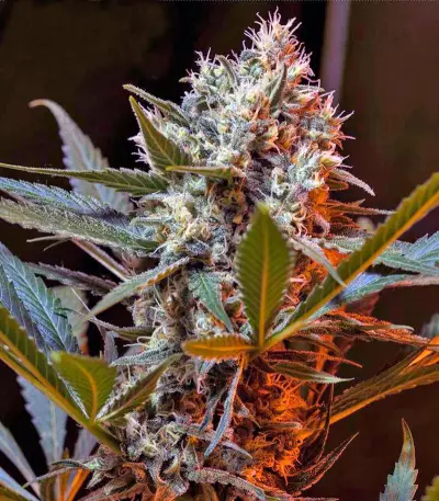 Green Poison F1 Fast Version (Sweet Seeds) Cannabis-Samen