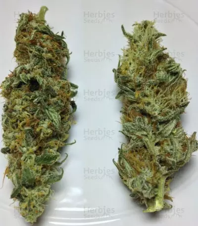 Delicious Candy Early Version (Delicious Seeds) Cannabis-Samen