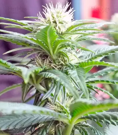Ladyburn 1974 (GHS) Cannabis-Samen