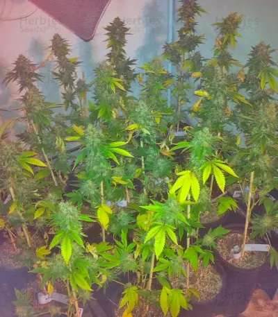 Moby Dick (GHS) Cannabis-Samen