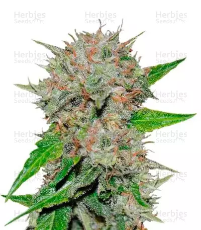 Deep Mandarine CBD (Delicious Seeds) Cannabis-Samen