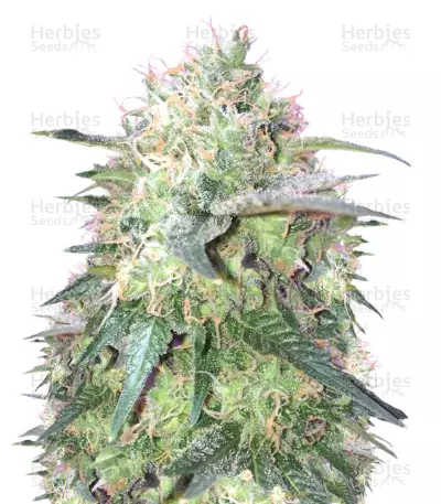 Fresh Candy (Pyramid Seeds) Cannabis-Samen