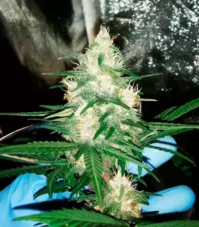 Afghan Cow (Dr. Krippling Seeds) Cannabis-Samen