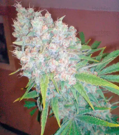 Galaxy (Pyramid Seeds) Cannabis-Samen