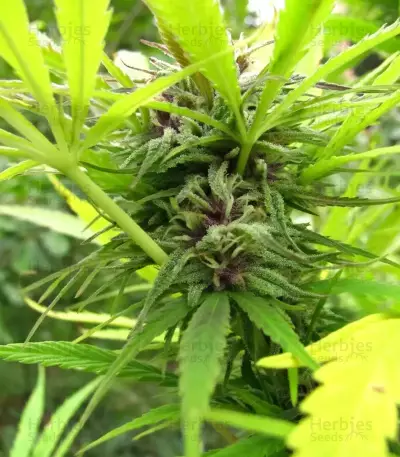 Purple Maroc (Female Seeds) Cannabis-Samen