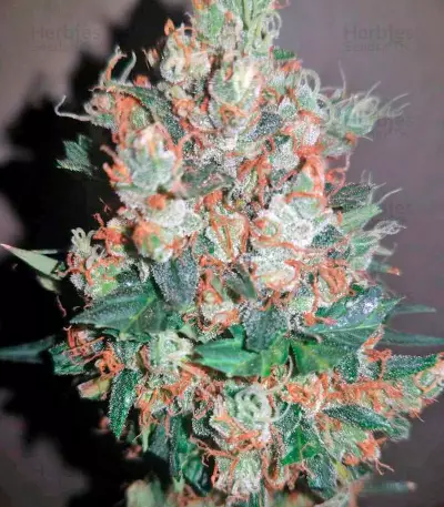Sweet Cheese (Sweet Seeds) Cannabis-Samen