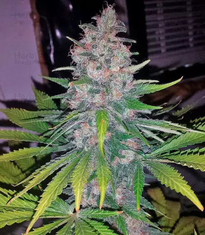 Sweet Skunk F1 Fast Version (Sweet Seeds) Cannabis-Samen