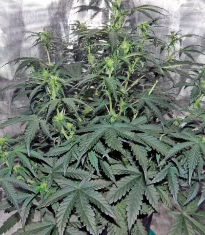 Auto Kryptonite (Pyramid Seeds) Cannabis-Samen