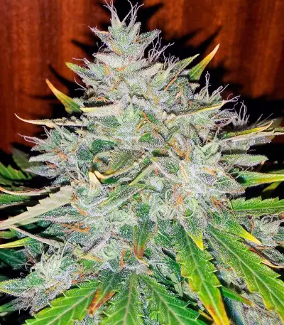 Auto White Widow (Dutch Passion) Cannabis-Samen