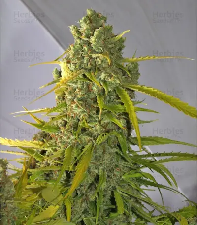 Calamity Jane Auto (Buddha Seeds)