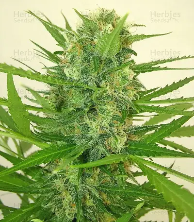 Calamity Jane Auto (Buddha Seeds)
