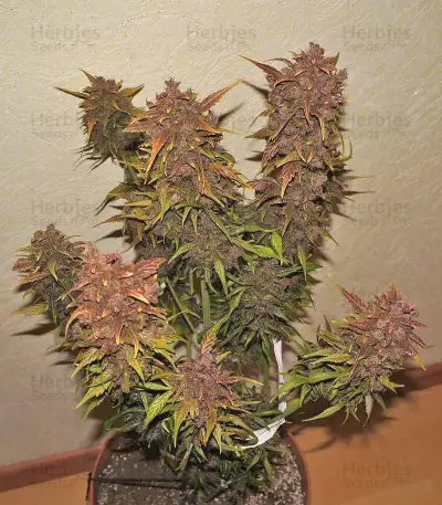 Crystal METH Auto (Fast Buds) Cannabis-Samen