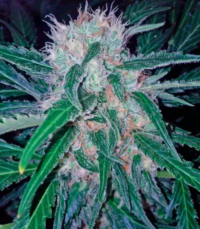 Domina Haze Cannabis-Samen
