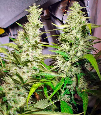 Mandala #1 regular (Mandala Seeds) Cannabis-Samen