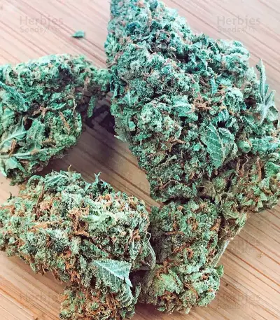 Mataro Blue (Kannabia Seeds) Cannabis-Samen
