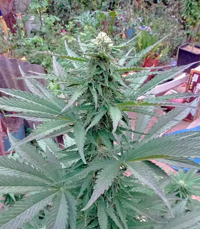 Northern Lights x Big Bud Ryder Auto (World of Seeds) Cannabis-Samen