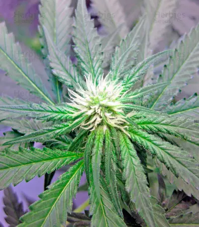 Shark Attack (Dinafem Seeds) Cannabis-Samen