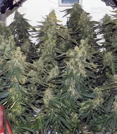 Six Shooter Auto (Fast Buds) Cannabis-Samen
