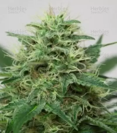 Somango XL (RQS) Cannabis-Samen