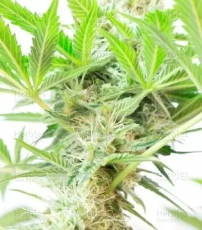 Somango XL (RQS) Cannabis-Samen