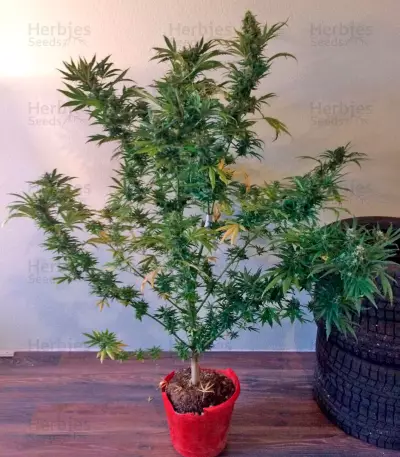 Wild Thailand (World of Seeds) Cannabis-Samen