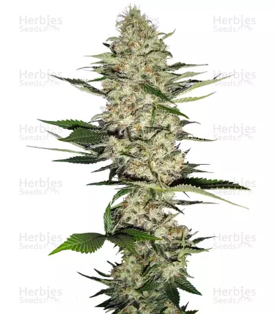 Mr Nice G13 X Hash Plant regular (Sensi Seeds) Cannabis-Samen
