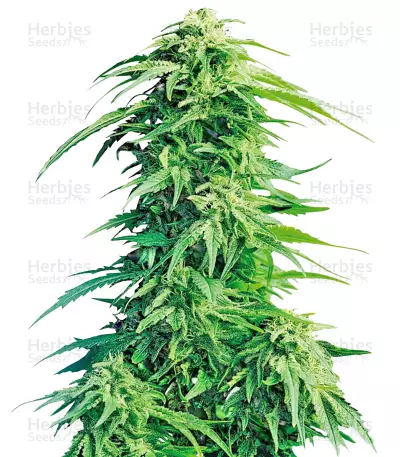 Super Hindu Kush regular (Sumo Seeds) Cannabis-Samen