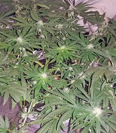 Afghan Kush X Black Domina (World of Seeds) Cannabis-Samen