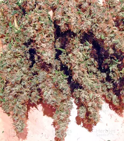 AK-47 regular (Serious Seeds) Cannabis-Samen
