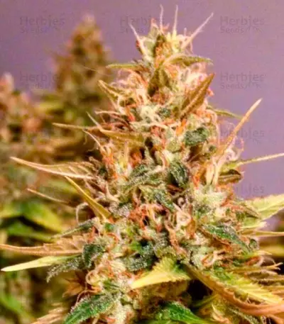 Cotton Candy Kush (Delicious Seeds) Cannabis-Samen