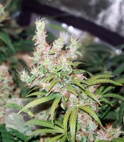 ComPassion (Dutch Passion) Cannabis-Samen