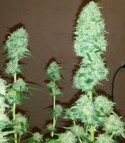 Critical Impact (Vision Seeds) Cannabis-Samen