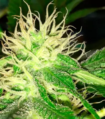 Mango Chutney (Dr. Krippling Seeds) Cannabis-Samen