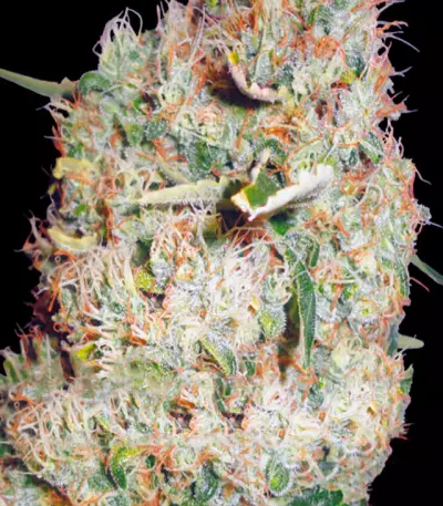 Northern Lights (Vision Seeds) Cannabis-Samen