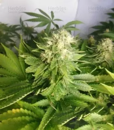 Royal Highness CBD (RQS) Cannabis-Samen