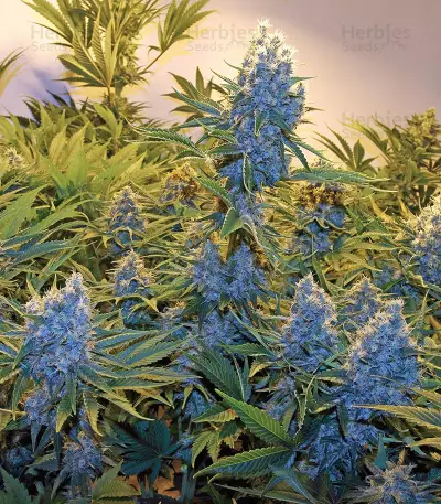 Serious Kush (Serious Seeds) Cannabis-Samen