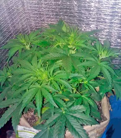 Sweet Coffee Ryder Auto (World of Seeds) Cannabis-Samen