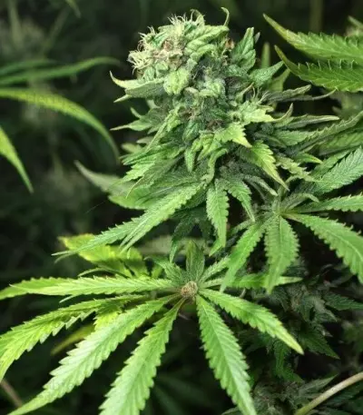 White Rhino (GHS) Cannabis-Samen