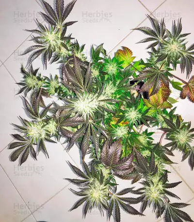 White Rhino (Nirvana Seeds) Cannabis-Samen