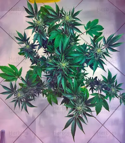 White Rhino (Nirvana Seeds) Cannabis-Samen
