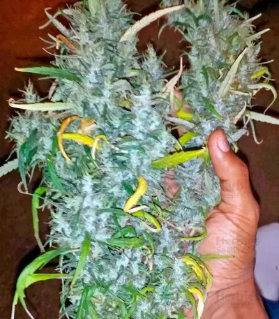 White Widow (Nirvana Seeds) Cannabis-Samen