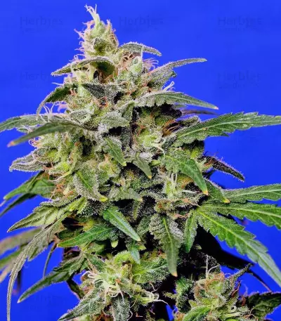 Crystal Candy (Sweet Seeds)