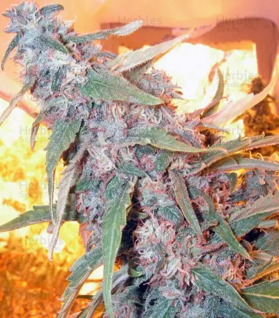 Snow Fruit (Sweet Seeds) Cannabis-Samen