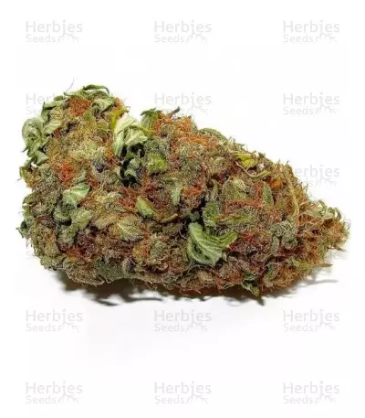 Delicious Candy (Delicious Seeds) Cannabis-Samen