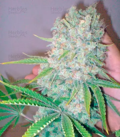 Galaxy (Pyramid Seeds) Cannabis-Samen