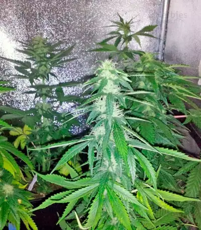 Super Bud (GHS) Cannabis-Samen