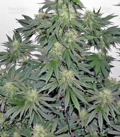 707 Headband (Humboldt Seeds Organization) Cannabis-Samen
